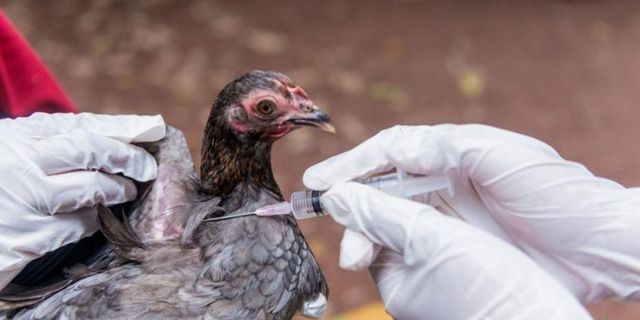 Avrupa ve Asya'da 'kuş gribi salgını' alarmı