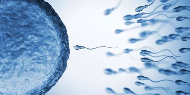 Sperm kalitesi için uzak durmanız gereken besinler: İki nesil sonrasını etkiliyor