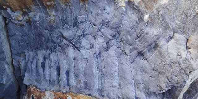 İngiltere'de dünyanın en büyük kırkayak fosili bulundu