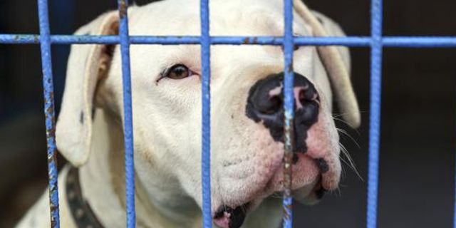 Yasaklı köpek cinslerinin kayıt altına alınması için son tarih 14 Ocak
