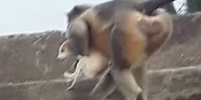 Hindistan'da maymunlar 250'den fazla köpek öldürdü: İntikam alıyor olabilirler