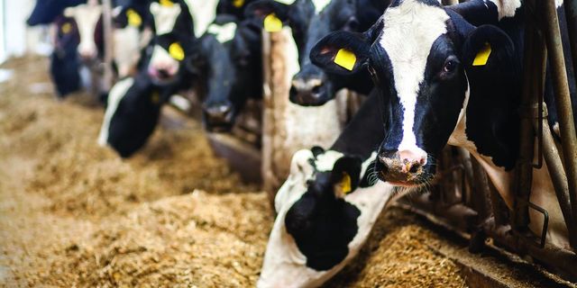Yem fiyatları ocakta yüzde 95 artıyor: 'Bu gidişle ne et, ne süt üretilemez'