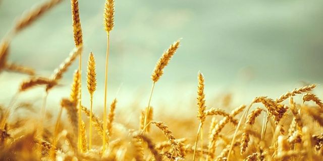 Buğday fiyatları tarihi zirveyi gördü