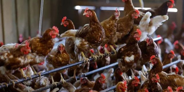 İki ilde kuş gribi alarmı: 6,5 milyon tavuk öldürüldü