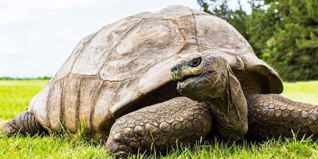 Dünyanın en yaşlı kaplumbağası Jonathan'ın doğum günü için 3 gün 3 gece kutlama