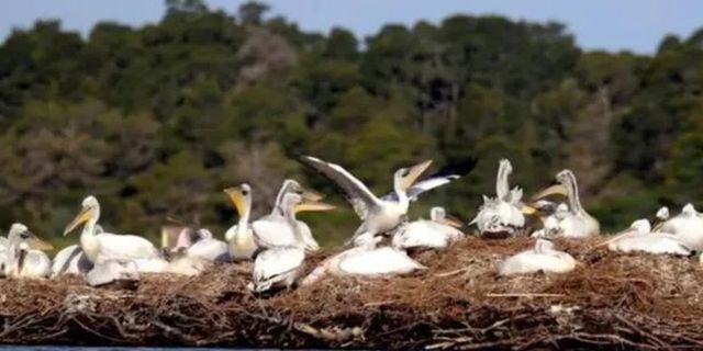 Peru’da kuş gribi salgını: 13 bin pelikan öldü