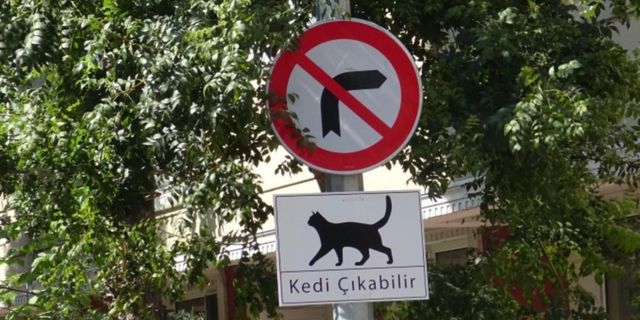 Kadıköy’de 34 kedi ölü bulundu: İnceleme başlatıldı