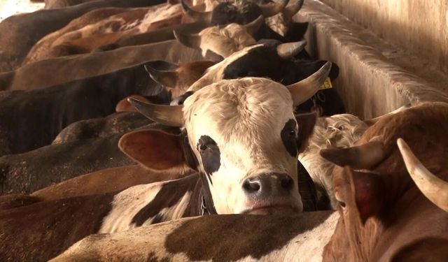 Afrika Kurban Bağışı: Kardeşliğe Uzanan El ve Sorumluluğumuz
