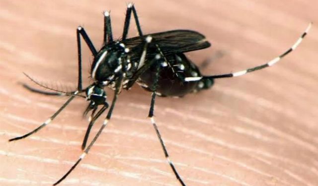 Muğla'da Asya Kaplan Sivrisineğine karşı tedbirler arttırıldı