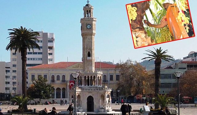 Palmiye ağaçları koruma altında