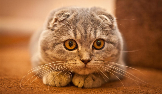 Scottish Fold Kedi Irkı Nedir? Özellikleri, Bakımı ve Sahiplenme Rehberi (2026)