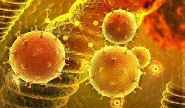 DSÖ: Hantavirüs küresel nüfus için 'düşük risk' taşıyor
