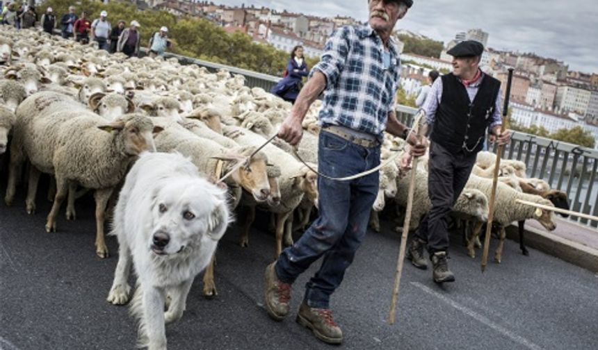 1200 koyun, kurtları protesto için yürüdü