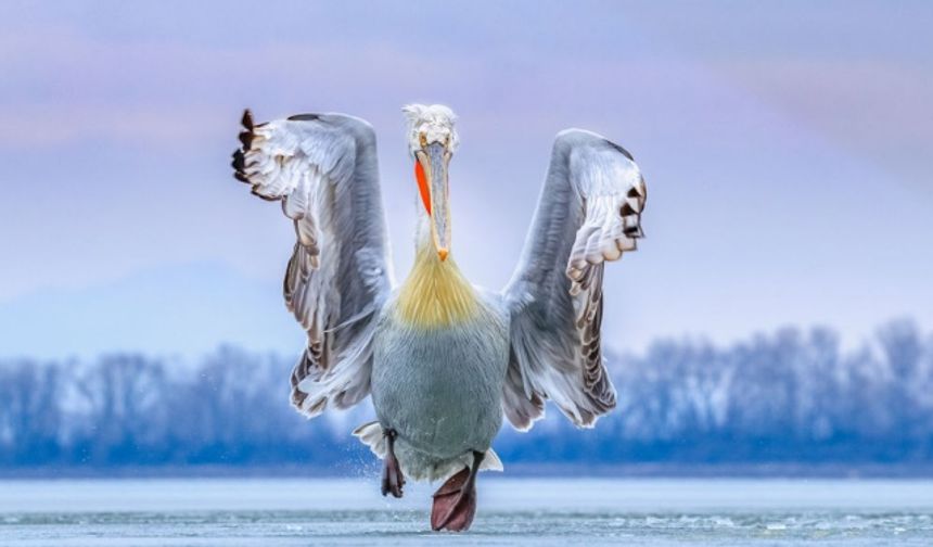 2019'un en iyi kuş fotoğrafları