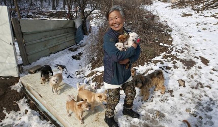 Güney Koreli kadın köpeklerin kahramanı oldu
