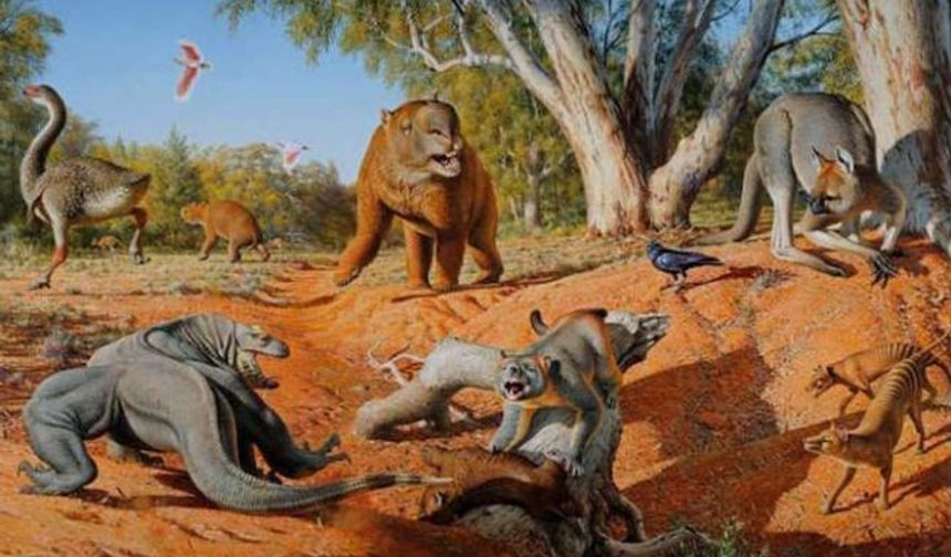 Avustralya'daki büyük hayvanların yok olmasının nedeni iklim değil insanlar