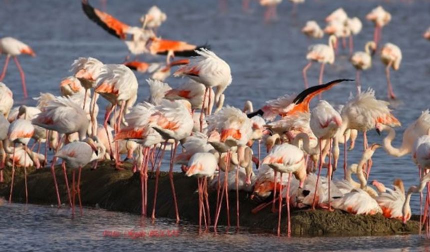 20 bin flamingonun ürediği Gediz Deltası'na otoyol projesi