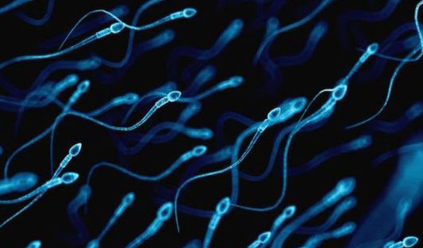 Düşük sperm sayısı sağlık sorunu mu?