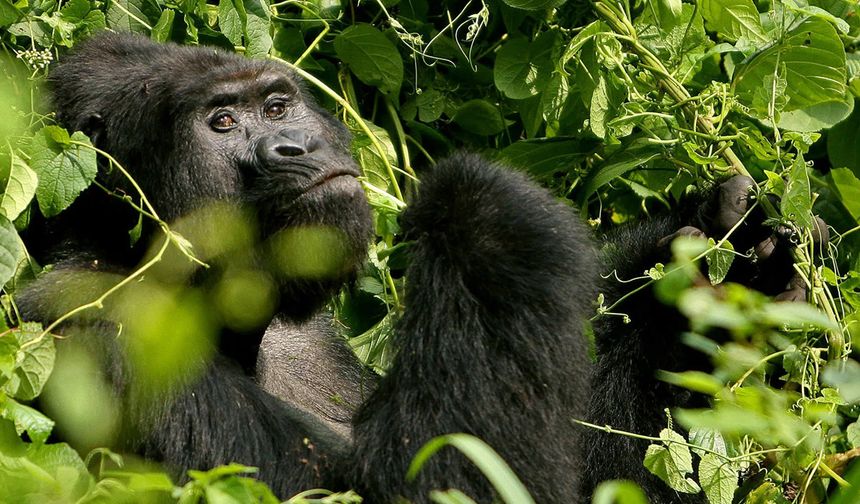 Dünyanın en yaşlı erkek gorili Ozzie hayatını kaybetti