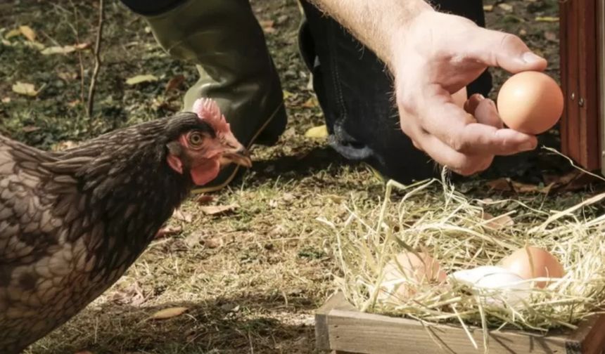 Kuş gribi nedeniyle İngiltere'de gezen tavuk yumurtası satılmayacak