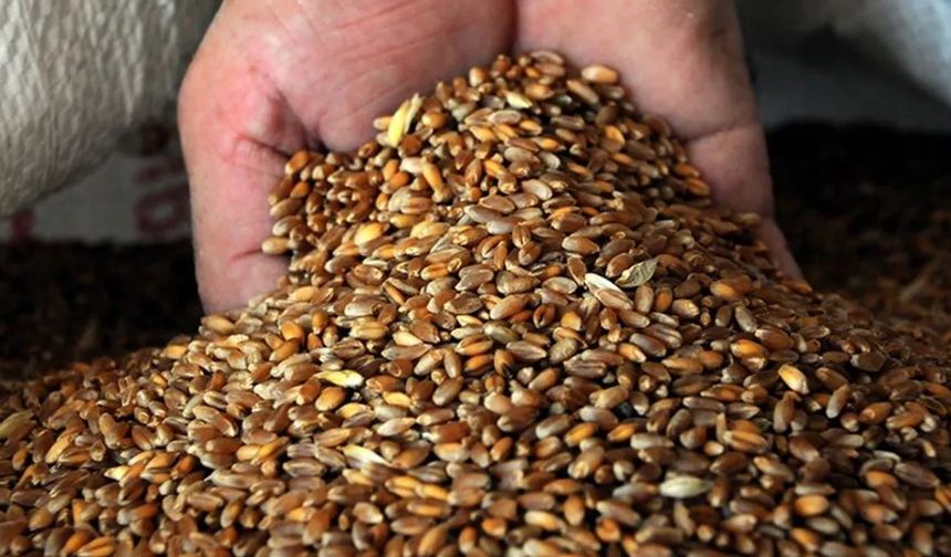 Hindistan'dan ithal edilen buğday hastalıklı çıktı