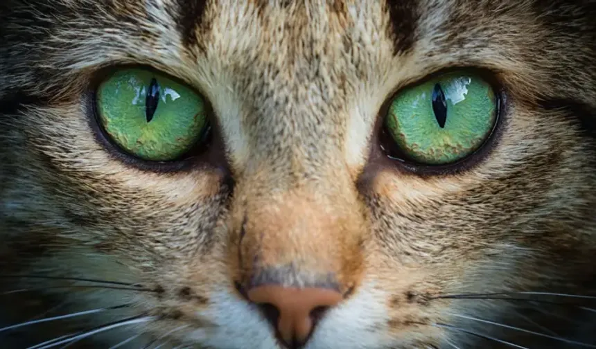 Kedi gözlerinden ilham alan kamera teknolojileri