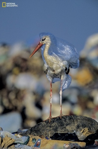 Plastik atıkların çevreye etkisi